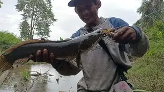 Cara mancing ikan gabus di rawa-rawa auto strek babon