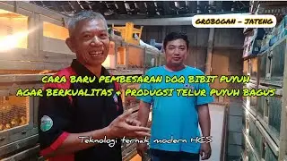 Cara baru pembesaran doq puyuh agar produgsi telur puyuh bagus, T3HCS