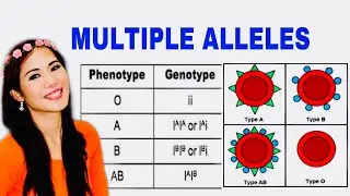 MULTIPLE ALLELES