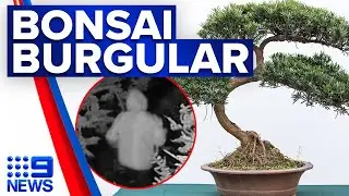 Thieves steal $15k worth on bonsai trees | 9 News Australia