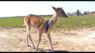 Ein Bambi als Haustier (RegioTV Schwaben)