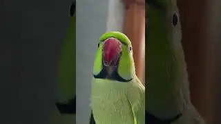 Singing, screaming, chirping, talking Indian Ringneck parrot. Cute pet bird wants to cuddle