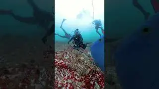 Diving in 4K 120 fps #discoverscubadiving #underwater #adventuresport