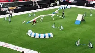 POLAND Small TEAM AGILITY AWC 2019