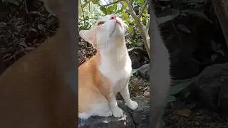 Allah is the only hope, garden time  Cute cat likes lemon tree #cat #meow #allah #catplays #garden