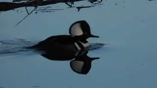 #hoodedmerganser duck enjoys and dives in a quiet pond #birds #nature #wildlife #waterfowl