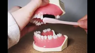 Rolling Stroke Brushing Technique