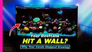 Your Reef Isn&rsquo;t Growing &mdash; Here&rsquo;s When It&rsquo;s Time to Upgrade