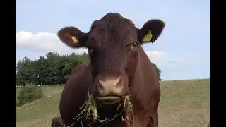 Here's why grass-fed organic beef & sheep is good news for global CO2