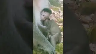 #Baby monkey @