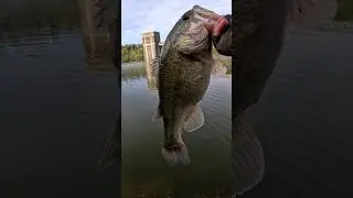 The Best Pre-Spawn Bass Fishing Techniques