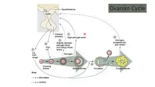 Female Reproductive System Physiology