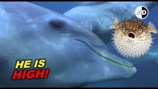 Дельфины кайфуют от рыбы-собаки! Животные под кайфом 😳