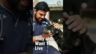 World Stray Animals Day | Save | Rescue | Abandoned | Cats | Dogs | Veterinary | Awareness