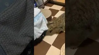ハウスする子猫 #cat #好きな子猫 #猫のいる暮らし #子ネコ #cute #kitten #きじとら #エキゾチックショートヘアー