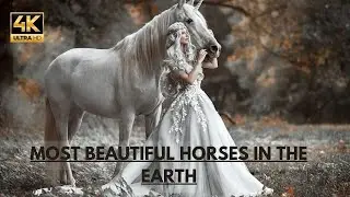 25 Most beautiful horses in the world