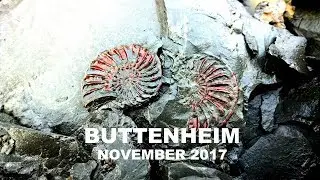 Buttenheim Ammonite Hunting