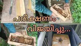 How the stingless bee colony experiment was successful ||Malayalam||kerala