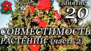 Совместимость растений. Продолжаем тему. Курсы. Занятие 20.