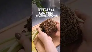 Разговорная пересадка Алоказии Фрайдек Вариегатной 🌿 #plants #пересадка #комнатныецветы #алоказия
