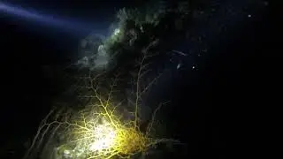Gorgonocephale (noite)