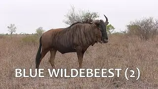 SOUTH AFRICA  blue wildebeest (2) (Kruger national park)