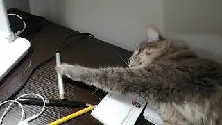 Cat tired of study pressure