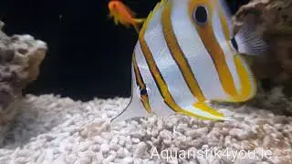 Chelmon Rostratus
