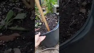 Growing strawberry guavas in Zone 7 #homesteading #unusualfoods #epicplantallies