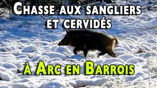 Wild boar and deer hunting in Arc en Barrois