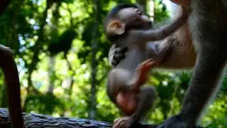 Adorable baby monkey playing on the tree