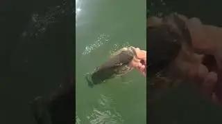 bass splash back