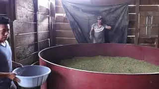 Documental  Como secar cardamomo en horno en Guatemala