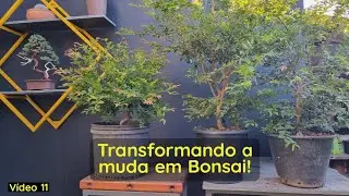 Como podar uma planta para se tornar um Bonsai?