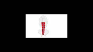 Addominali disegnare muscoli tutorial 2 #short #italiano #disegno