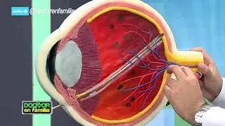 RETINOPATÍA DIABÉTICA: ¿QUÉ ES Y COMO TRATARLA? - CLÍNICA LA LUZ - DR. FERMÍN SILVA