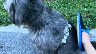 MOSTY Just Made Pet Hair Cleanup SUPER Easy &mdash; You&rsquo;ll Wish You Had It Earlier!#PetCare#Shedding