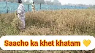 Saarcho khet ka kam khatam hua...💛 Ye dekhiye kaise saarcho uthate hai hum?✨👍🏻 