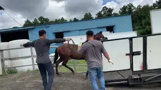 Horses Goto training for the competition