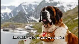 Barry &ndash; The Legendary Rescue Dog Who Saved 40 Lives #Barry #RescueDog #SaintBernard #LegendaryDog 
