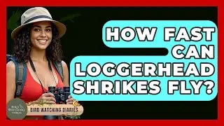 How Fast Can Loggerhead Shrikes Fly? - Bird Watching Diaries