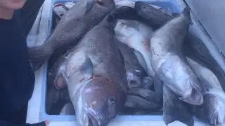 Fishing for blue line tile fish, golden tile fish, and Roseys