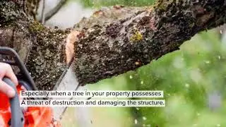 Tree Removal Anaheim CA
