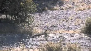 Love of the Hunt- New Mexico hunt
