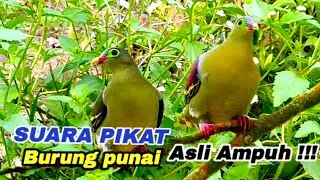SUARA PIKAT BURUNG PUNAI
