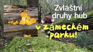 Podivné druhy hub v zámeckém parku - vatovec obrovský - 4K - ucho Jidášovo #houby #houbarjakub