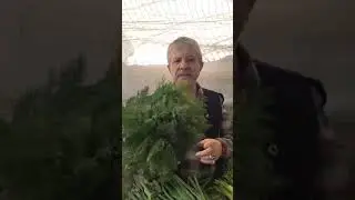 AHMET MARANKİ | DEREOTU'NUN FAYDALARI!