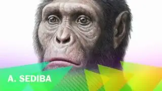 Australopithecus Sediba