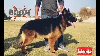 The Pet Show RYK