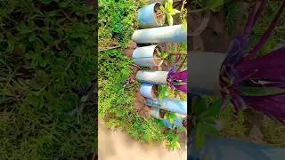 #my Beautiful garden and flowers 💚💚💚💚💚✅🤗